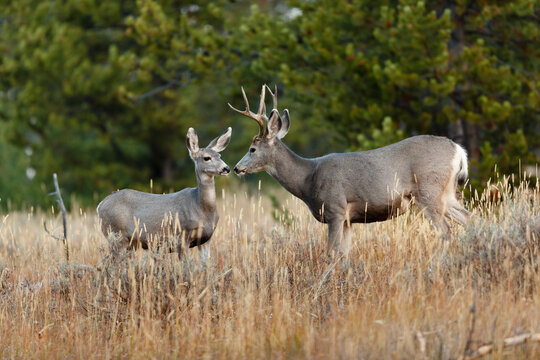 Mule Deer