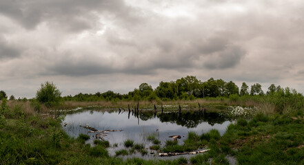 Wasserfläche und Wollgras im Hochmoor.