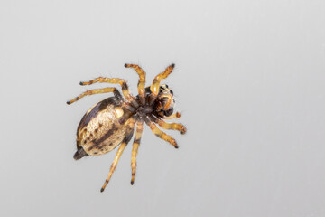 Image of bleeker's jumping spider (Euryattus bleekeri) on white background. View from the bottom. Insect. Animal Insect. Animal