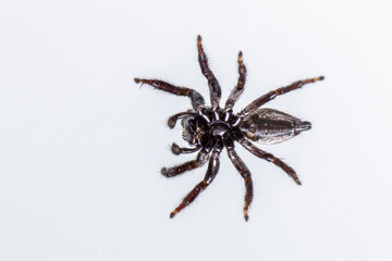 Image of biting jumping spider (Opisthoncus mordax) on white background. View from the bottom. Insect. Animal
