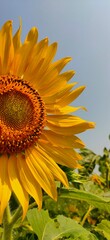 sunflower on sky