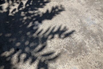 tree shadow on cement floor