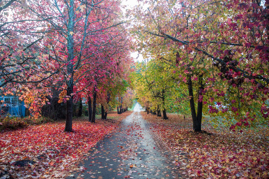 Vibrant tree lined path