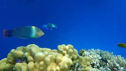 Checkerboard wrasse (Halichoeres hortulanus) undersea, Red Sea, Egypt, Sinai, Ras Mohammad national...