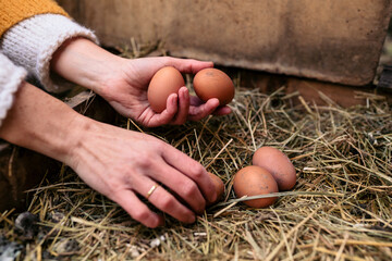 Collecting free range eggs