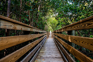 Mangrove Walkway
