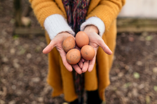 Organic eggs