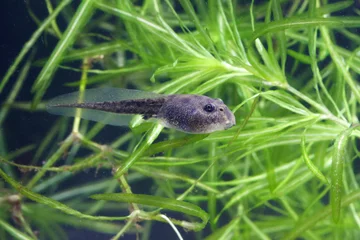 Deurstickers Tadpole of edible frog swimming in the pond © Geza Farkas