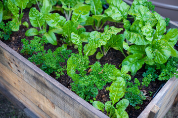 Close up shot of vegetables grown in a wooden box