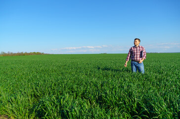 a man as a farmer poses in a field, dressed in a plaid shirt and jeans, checks reports and inspects young sprouts crops of wheat, barley or rye, or other cereals, a concept of agriculture and agronomy