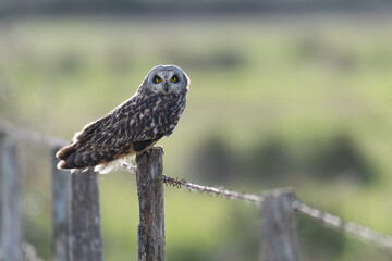 Short eared owl (Asio flammeus) sitting on farm fence post at dusk with backlighting
