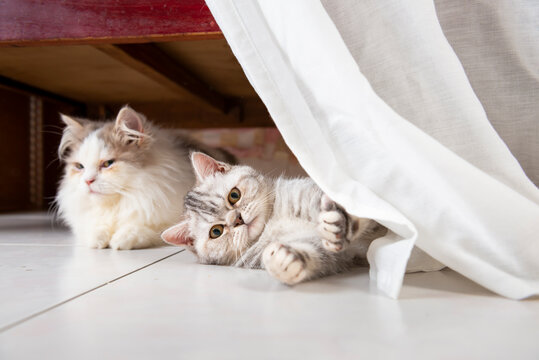 Curious Cat Hide And Play Under Bed