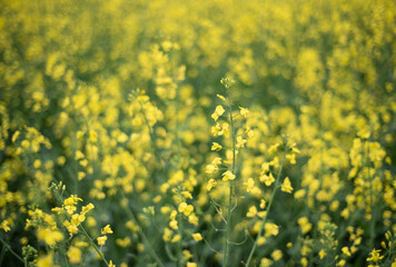 Yellow rapeseed flowers on field