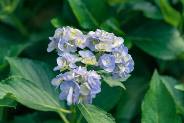 アジサイ