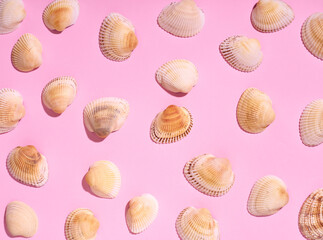 Sea shells pattern on pink background. Flat lay, top view.
