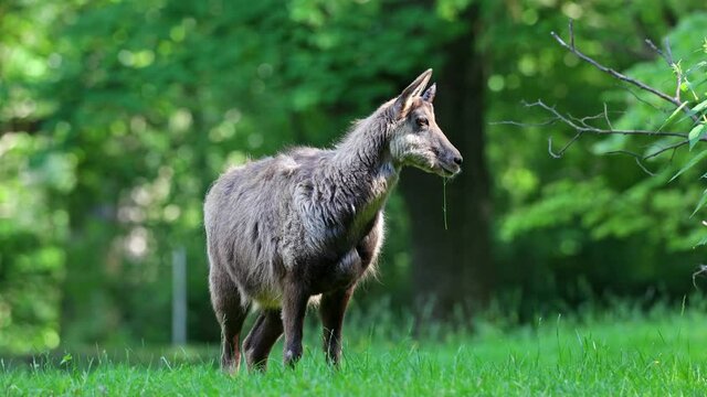 Apennine chamois, Rupicapra pyrenaica ornata, is living in the Abruzzo-Lazio-Molise National Park in Italy and the Pyrenees in Spain