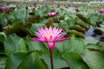 Beautiful Thai lotus( Waterlily)