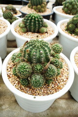 Collection of various cactus and succulent plants in home garden