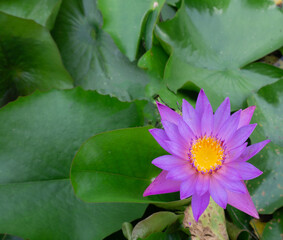 Beautiful Thai lotus( Waterlily)