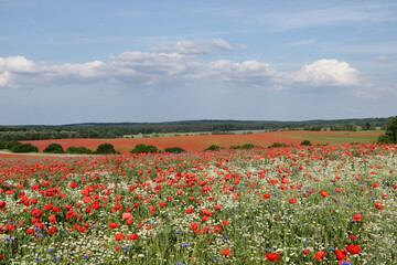 blühende Landschaft mit Mohnblumen, Kornblumen und Kamille