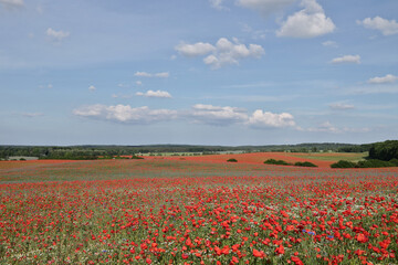 blühende Landschaft mit Mohnblumen, Kornblumen und Kamille