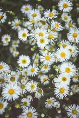 Beautiful nature scene with blooming Summer Daisies. Summer meadow with chamomile flowers. Dark...