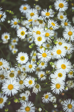 Fototapeta Beautiful nature scene with blooming Summer Daisies. Summer meadow with chamomile flowers. Dark green moody spring flower pattern background. Alternative medicine, cottage core natural philosophy. 
