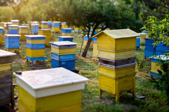 Beehives in garden