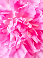 Unfocused abstract peony flowers background.