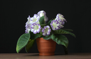 Gloxinia flowers in a flower pot.