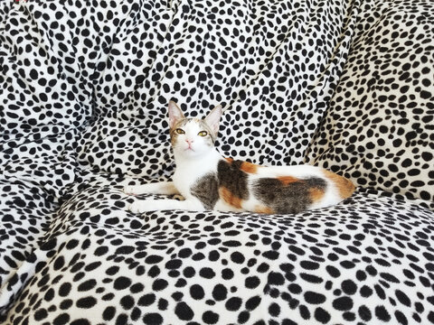 Cute Filipino cat .  The cat lies on a sofa with a Dolmatian print