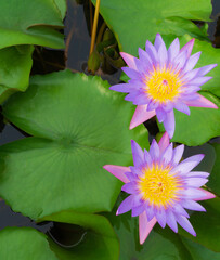 beautiful Blue and Pink waterlily