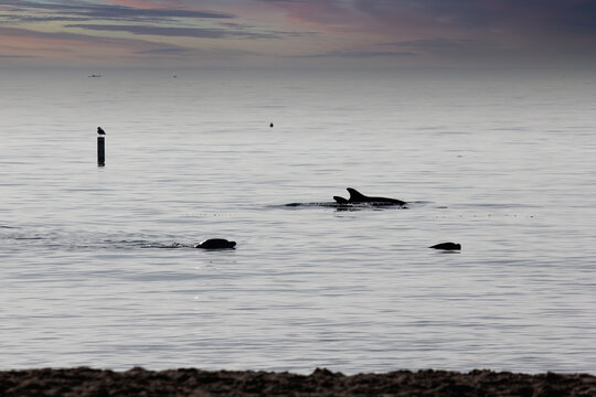 School of Dolphins swimming near the shore