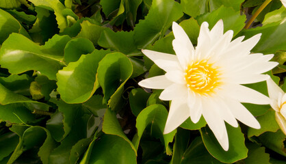 Beautiful Thai lotus( Waterlily)