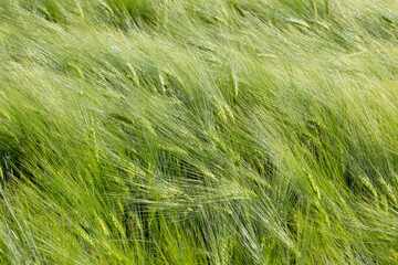 green wheat
