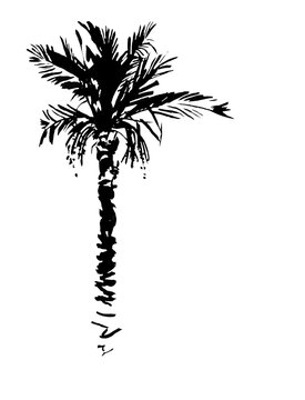 Graphics palm tree isolated on white background illustration for all prints.