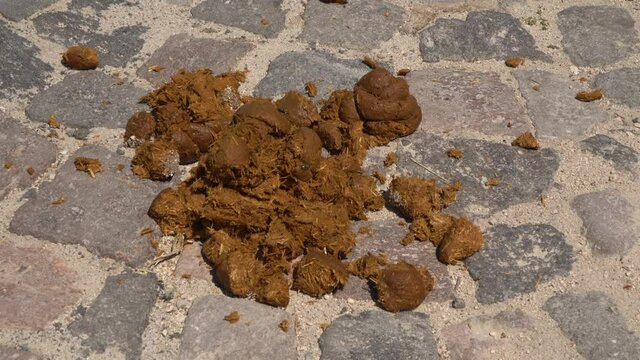 Closeup view 4k stock video footage of fresh brown horse dropping laying on stony countryside road outdoors. Many different flyies and insects sitting and running on surface of poo