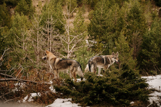 Wolf dogs in the mountain