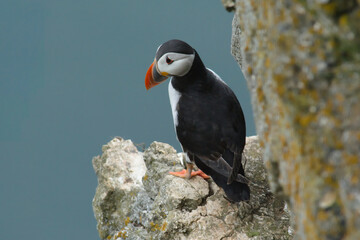 Puffin on the cliff 