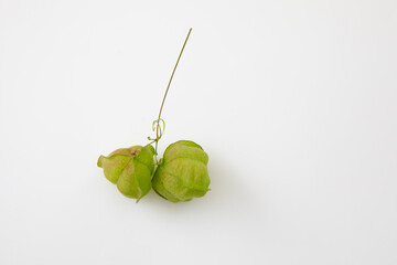 green fruit in white scene