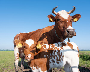 spotted red brown cow and calf in meadow under blue sky © ahavelaar