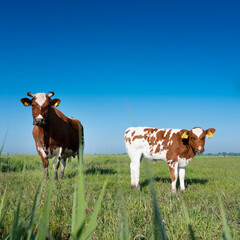 Fototapeta na wymiar spotted red brown cow and calf in meadow under blue sky