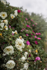 Obraz na płótnie Canvas White blossoming rosehip bush. Wallpaper with a white rosehipp. Gardening . 