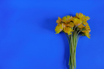 yellow wildflowers bouquet on blue background. Top view. Copy space. Floral mock-up. 