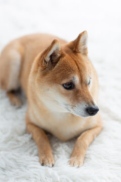 SHIBU - STOIC DOG