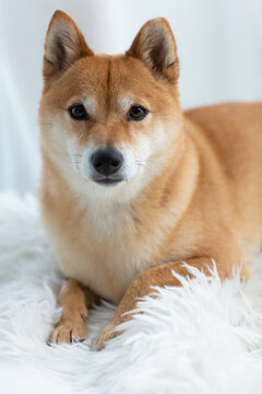 SHIBU - STOIC DOG