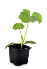 plant of Zucchini