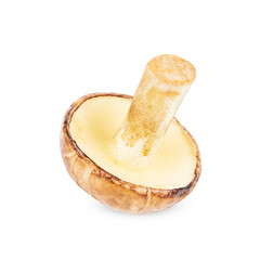 slippery jack or suillus luteus edible mushroom isolated on white background. sticky bun fungus cut out