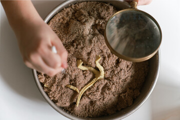 dinosaur excavation science 4