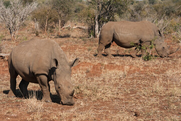 Endangered southern white rhinoceros (Ceratotherium simum simum) couple grazing together in the dry bushveld in Kruger National Park, South Africa with copy space